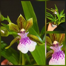 Mini Zygopetalum Hybrid. 1