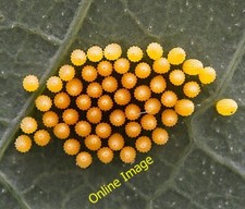 Photo 6x4 Cabbage White