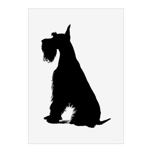 Giant schnauzer sitting - 'giant,