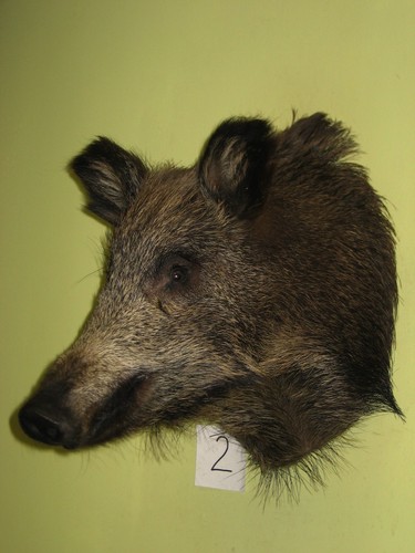 Wild boar head medium - boar,