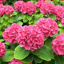 Hydrangea macrophylla