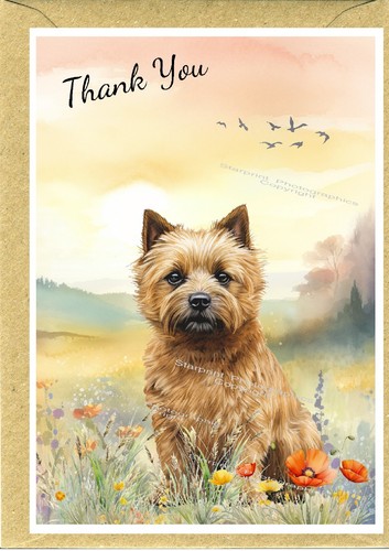 Norwich terrier dog - terrier, you