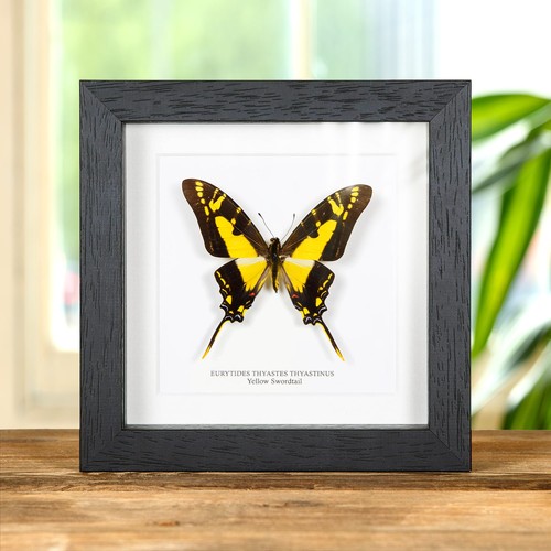 Yellow swordtail taxidermy - yellow,