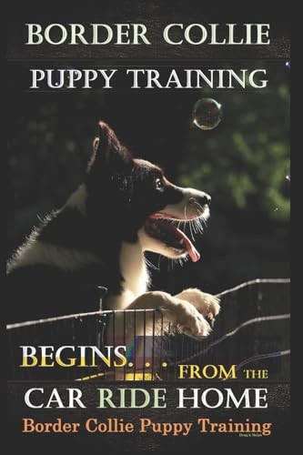 Border collie puppy training - collie,