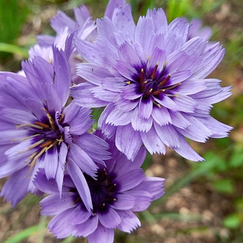 Catananche amor blue hardy - catananche,