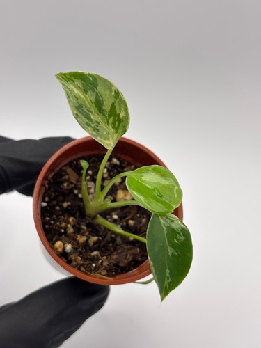 Monstera deliciosa bulbasaur - monstera,