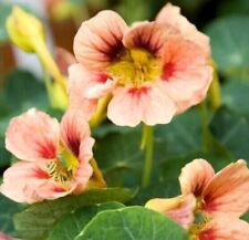 PICK & MIX Premium NASTURTIUM Flower Seeds ICE-CREAM SUNDAE Butterfly BEE LOVE