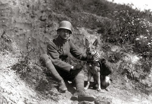 German war animals - war,