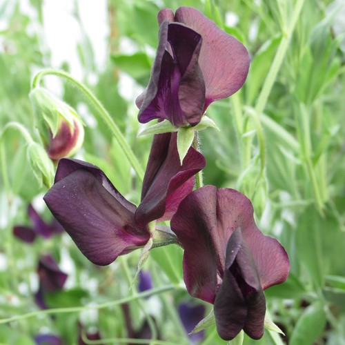 Sweet pea almost black 20 - almost,