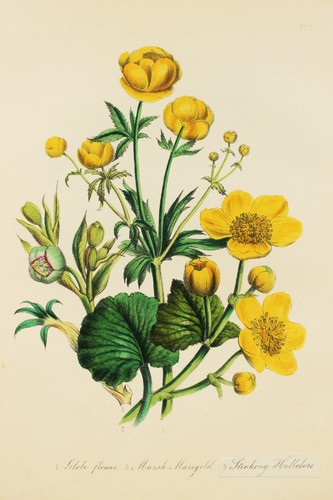 1846 jane loudon antique hand - loudon,