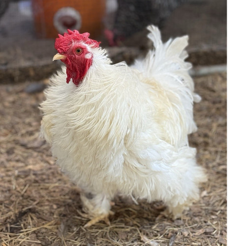 Cochin bantam frizzle - 12+,