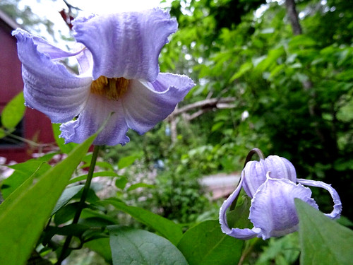Clematis crispa blue - crispa,