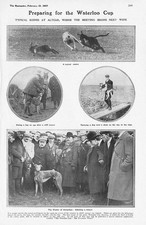 COURSING The Waterloo Cup at Altcar - Antique Print 1907