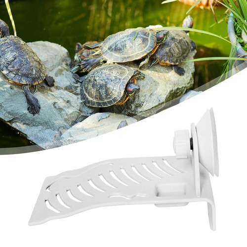 Turtle pier tortoise - turtle,
