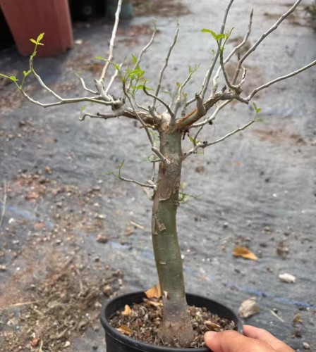 Bursera simaruba random own - random,