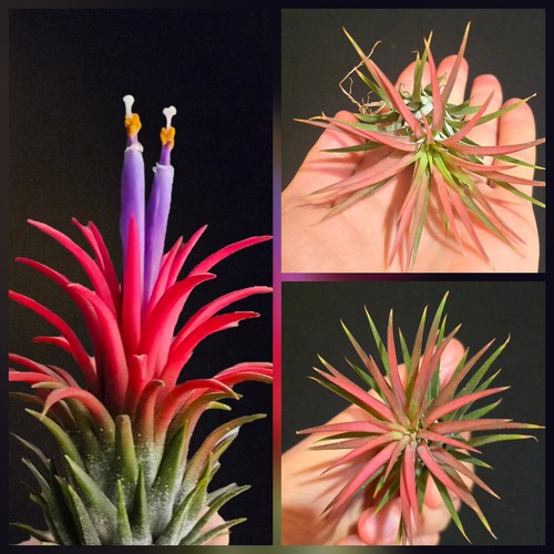 Tillandsia ionantha rubra - tillandsia,
