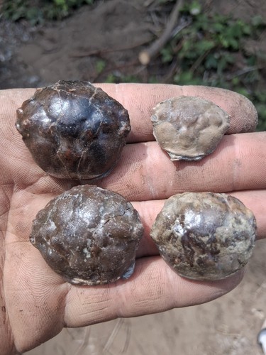 Crab fossil carapaces - 4,
