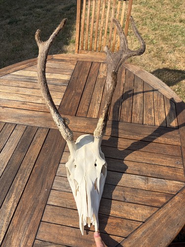 Genuine young red - young, stag