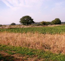 Photo 6x4 Sugarbeet crop field