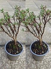 Crassula sarcocaulis small - crassula, x2