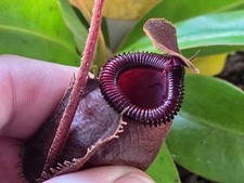 Nepenthes(Mirabilis globosa x