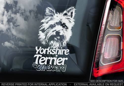 Yorkshire terrier car window - terrier,