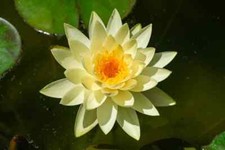 Nymphaea chromatella water - nymphaea, "chromatella"
