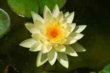 Nymphaea "Chromatella" Water