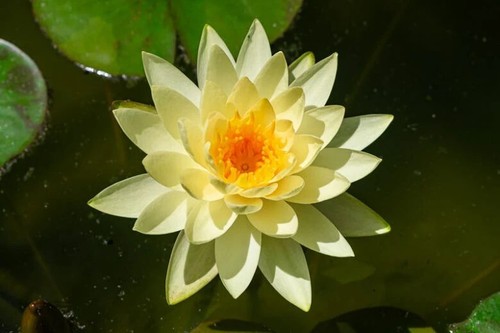 Nymphaea chromatella water - nymphaea,