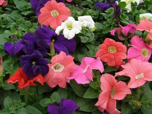Petunia compacta pendula - petunia, n.compacta