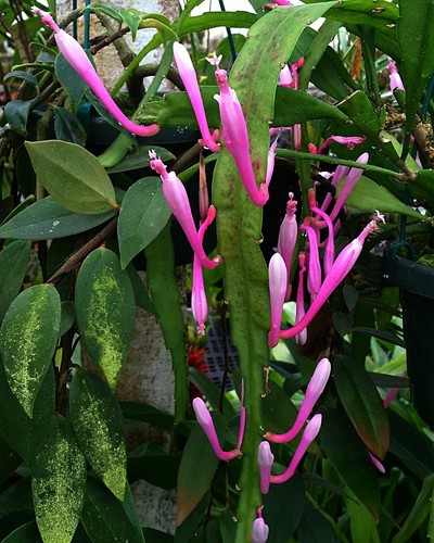 Disocactus quezaltecus jungle - disocactus,