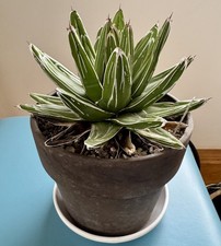 Agave victoriae reginae the - agave, |
