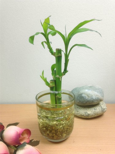Pot lucky bamboo in - 1,