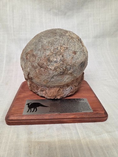 Fossilized egg hadrosaur - fossilized,