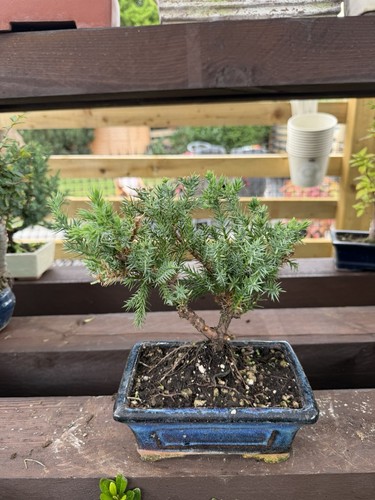 Juniper bonsai tree - bonsai,