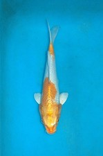 9.5" Harawake Koi Carp  A**