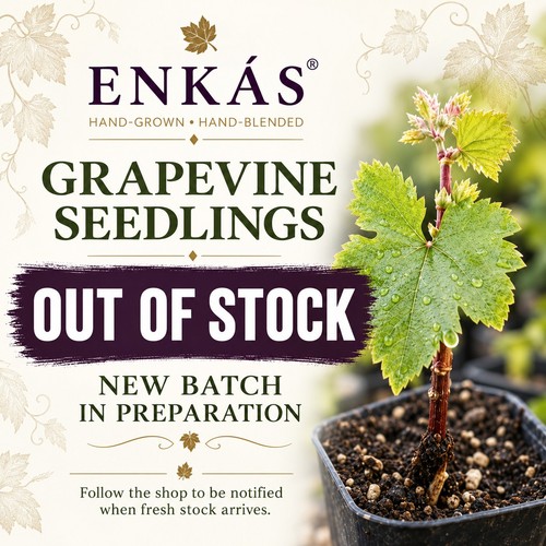 Grapevine young - x1,