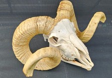 Massive Ram Skull taxidermy