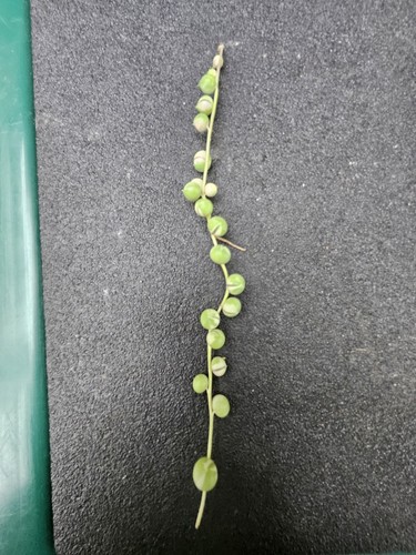 String pearls variegated - string,