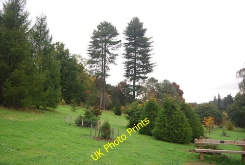Photo 6x4 national pinetum - 6x4,