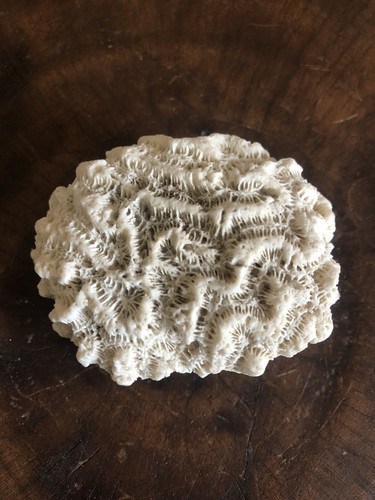 Brain coral skeleton 6cm - coral,