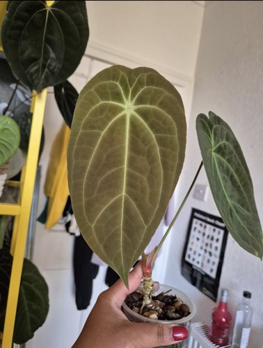 Anthurium ace spades - anthurium,