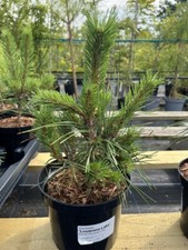 Scots pine 'Louisiana Lake' Tree | Pinus sylvestris ?? UK Grown | Bonsai