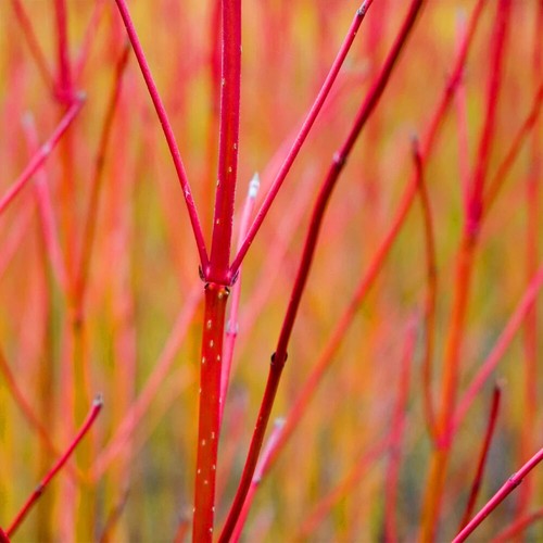 Cornus alba sibirica - alba,