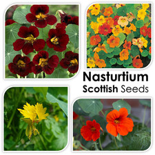 20 Scottish Tropaeolum