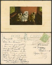 Cat Kitten 3 Cats Kittens A Winsome Trio Pets 1908 Old Colour Embossed Postcard