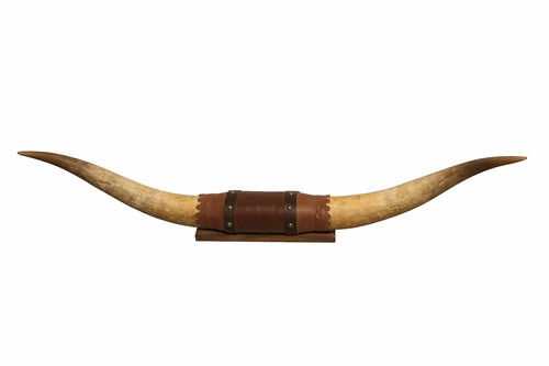 Vintage mounted longhorn steer - vintage,
