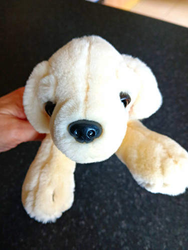 Labrador puppy from - puppy,