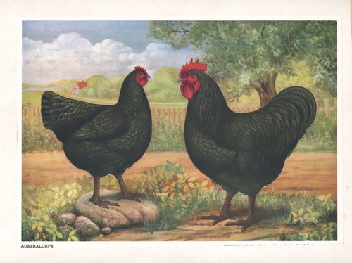Country art x7 - country,