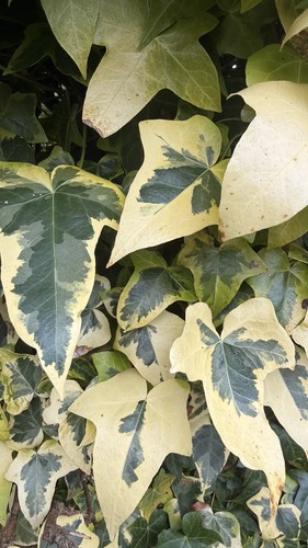 Hedera helix ivy plant - x,